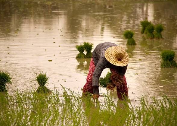 AHAFO ANO SOUTH EAST EDUJAMA RICE FARMERS LAMENT LOW DEMAND FOR LOCALLY PRODUCED RICE